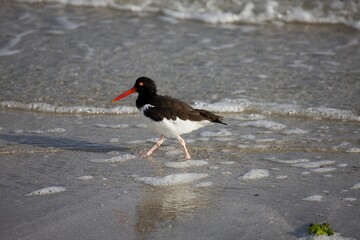 AMERICAN OYSTERCATCHER haematopus palliatus, BALLESTAS ISLANDS IN PARACAS NATIONAL PARK, PERU