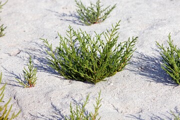 SAMPHIRE salicornia sp, YUMAQUE BEACH IN PARACAS NATIONAL PARK, PERU