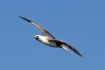 PERUVIAN BOOBY sula variegata, ADULT IN FLIGHT, BALLESTAS ISLANDS IN PARACAS NATIONAL PARK, PERU