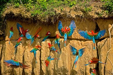 RED-AND-GREEN MACAW ara chloroptera, GROUP EATING CLAY, CLIFF AT MANU NATIONAL PARK, PEROU © slowmotiongli