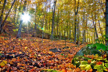 Rays of sunshine through the forest of autumn leaf color
