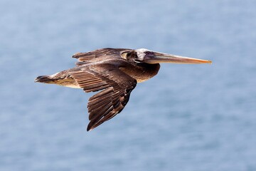 PERUVIAN PELICAN pelecanus thagus, JUVENILE IN FLIGHT, BALLESTAS ISLANDS IN PARACAS NATIONAL PARK, PERU