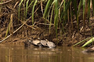 YELLOW-SPOTTED RIVER TURTLE podocnemis unifilis, MADRE DE DIOS RIVER IN MANU NATIONAL PARK, PERU