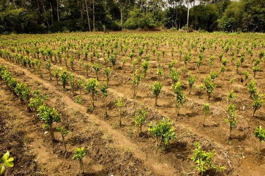 COCA PLANTATION erythroxylum coca, LEAFS PRODUCING COCAINE, PERU