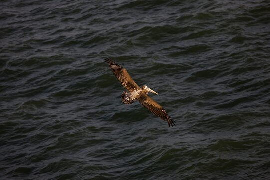 PERUVIAN PELICAN pelecanus thagus, JUNEVILE IN FLIGHT, BALLESTAS ISLANDS IN PARACAS NATIONAL PARK, PERU