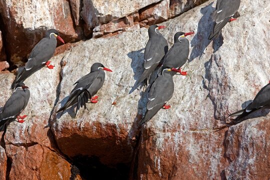 INCA TERN larosterna inca, BALLESTAS ISLANDS IN PARACAS NATIONAL PARK, PERU