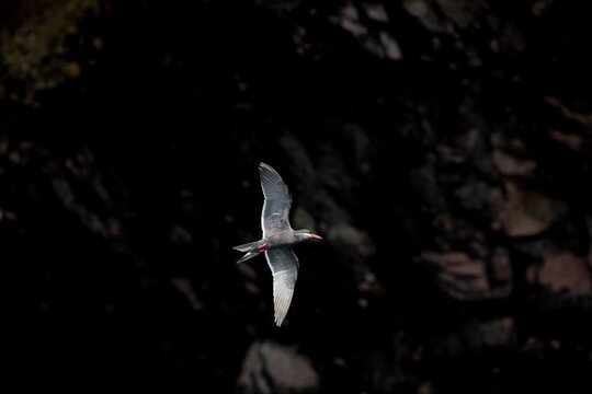 INCA TERN larosterna inca, ADULT IN FLIGHT, BALLESTAS ISLANDS IN PARACAS NATIONAL PARK, PERU