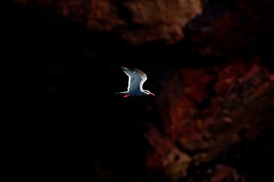 INCA TERN larosterna inca, ADULT IN FLIGHT, BALLESTAS ISLANDS IN PARACAS NATIONAL PARK, PERU