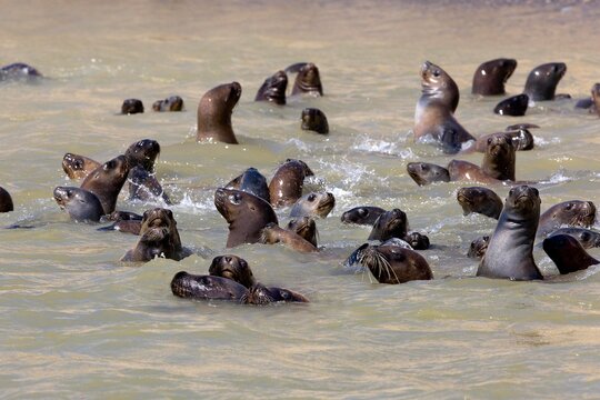 SOUTH AMERICAN SEA LION OR SOUTHERN SEA LION otaria byronia, PARACAS NATIONAL PARK IN PERU