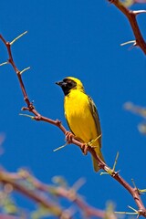 SOUTHERN MASKED-WEAVER ploceus velatus, ADULT STANDING ON ACACIA BRANCH, NAMIBIA