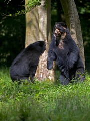 SPECTACLED BEAR tremarctos ornatus, ADULTS STANDING ON HIND LEGS, FIGHT