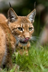 SIBERIAN LYNX lynx lynx wrangeli, ADULT LICKLING ITS NOSE