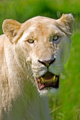 WHITE LION panthera leo krugensis, PORTRAIT OF ADULT FEMALE