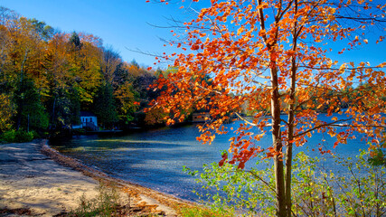 The colorful maple tree on the beach in Lake Muskoka