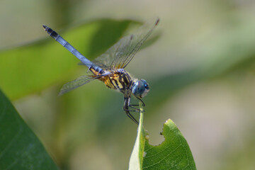 A Blue Dasher dragonfly (Pachydiplax longipennis) perches along the Hudson River in New York City
