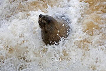 SOUTH AFRICAN FUR SEAL arctocephalus pusillus, FEMALE PLAYING WITH WAVES, CAPE CROSS IN NAMIBIA
