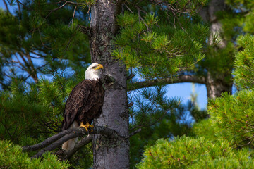 Bald Eagle (Haliaeetus leucocephalus) perching on branch in a pine tree