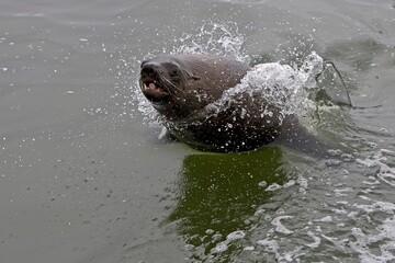 Fototapeta premium SOUTH AFRICAN FUR SEAL arctocephalus pusillus, FEMALE PLAYING WITH WAVES, CAPE CROSS IN NAMIBIA
