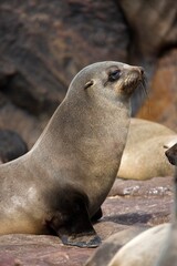 SOUTH AFRICAN FUR SEAL arctocephalus pusillus, FEMALE, CAPE CROSS IN NAMIBIA