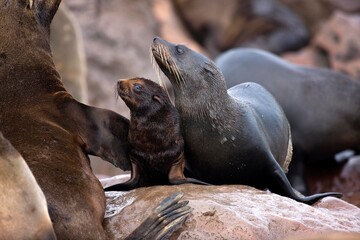 Obraz premium SOUTH AFRICAN FUR SEAL arctocephalus pusillus, FEMALE WITH BABY, CAPE CROSS IN NAMIBIA