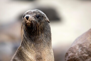 SOUTH AFRICAN FUR SEAL arctocephalus pusillus, PORTRAIT OF FEMALE, CAPE CROSS IN NAMIBIA