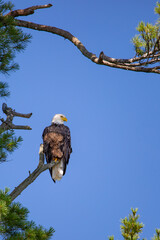 Bald Eagle (Haliaeetus leucocephalus) perching on a pine branch looking for fish