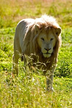 WHITE LION panthera leo krugensis, ADULT MALE