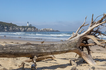Yaquina Head Lighthouse with twisted driftwood on the beach
