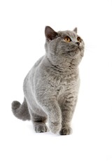 BLUE BRITISH SHORTHAIR CAT, FEMALE AGAINST WHITE BACKGROUND