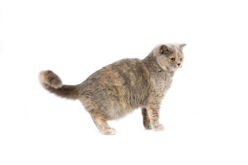 BLUE CREAM BRITISH SHORTHAIR CAT, ADULT FEMALE AGAINST WHITE BACKGROUND