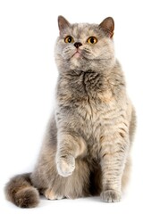 BLUE CREAM BRITISH SHORTHAIR CAT, ADULT FEMALE AGAINST WHITE BACKGROUND