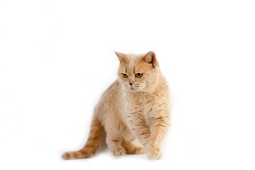 CREAM BRITISH SHORTHAIR CAT, ADULT FEMALE AGAINST WHITE BACKGROUND