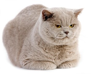 LILAC BRITISH SHORTHAIR CAT, ADULT MALE AGAINST WHITE BACKGROUND