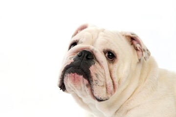 Fototapeta premium ENGLISH BULLDOG, PORTRAIT OF FEMALE AGAINST WHITE BACKGROUND