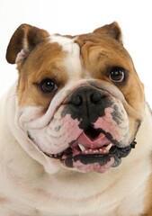 ENGLISH BULLDOG, PORTRAIT OF FEMALE AGAINST WHITE BACKGROUND