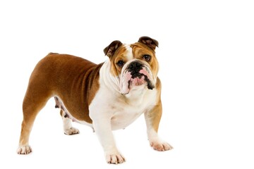 Fototapeta premium ENGLISH BULLDOG, FEMALE AGAINST WHITE BACKGROUND