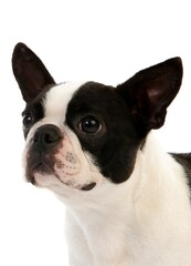 BOSTON TERRIER DOG, PORTRAIT OF FEMALE AGAINST WHITE BACKGROUND