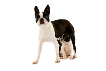 Fototapeta premium BOSTON TERRIER DOG, FEMALE WITH PUP AGAINST WHITE BACKGROUND