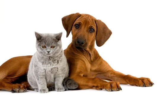 BRITISH SHORTHAIR LILAC MALE CAT AND RHODESIAN RIDGEBACK 3 MONTHS OLD PUPPY