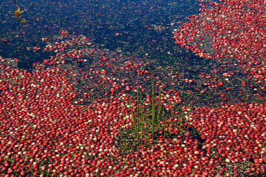 Close-up view of cranberry in cranberry marsh.