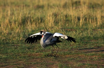 GREY-CROWNED CRANE balearica regulorum, ADULT TAKING OFF, NAKURU PARK, KENYA