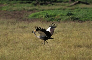 GREY-CROWNED CRANE balearica regulorum, ADULT TAKING OFF, NAKURU PARK, KENYA
