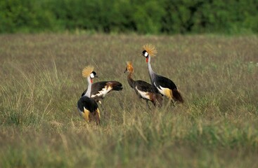 GREY-CROWNED CRANE balearica regulorum, GROUP STANDING IN LONG GRASS, NAKURU PARK, KENYA