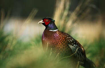 COMMON PHEASANT phasianus colchicus, MALE STANDING IN LONG GRASS