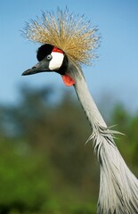 Fototapeta premium GREY-CROWNED CRANE balearica regulorum, PORTRAIT OF ADULT, NAKURU PARK, KENYA