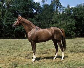 ARABIAN HORSE, ADULT STANDING ON GRASS