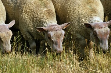 CHAROLLAIS SHEEP, A FRENCH BREED, GROUP EATING LONG GRASS