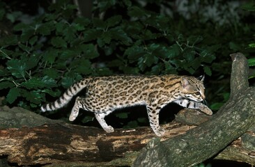 Fototapeta na wymiar TIGER CAT OR ONCILLA leopardus tigrinus, ADULT STANDING ON BRANCH