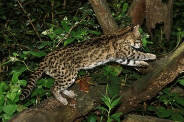 Fototapeta na wymiar TIGER CAT OR ONCILLA leopardus tigrinus, ADULT LEAPING ON BRANCH