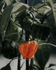 Health plant of chili pepper "Jamaican Orange", growing in a garden